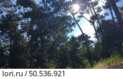 Looking up at sun shining through pine trees. Стоковое фото, агентство Ingram Publishing / Фотобанк Лори