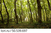 Woods of Rainha D. Leonor , in Caldas da Rainha - Portugal, borders the Parque D. Carlos I and is characterized by its biodiversity and beauty. Стоковое фото, агентство Ingram Publishing / Фотобанк Лори