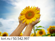 Sunflower in hands. Nature and care scene. Стоковое фото, агентство Ingram Publishing / Фотобанк Лори