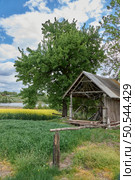 Old damaged wooden hut standing near high green tree and field of yellow blooming rapeseed with background of cloudy blue sky. Rural landscape.. Old hut standing near tree and field of blooming rapeseed. Стоковое фото, агентство Ingram Publishing / Фотобанк Лори