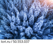 Aerial view of beautiful pine trees in snow in beautiful winter in blue hour. Top view from drone of snowy forest at sunset. Colorful landscape with trees in hoar. Snowfall in woods. Wintry woodland. Стоковое фото, агентство Ingram Publishing / Фотобанк Лори