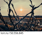 Willow branches sprouting, lit from behind by the natural light of the sunset. Стоковое фото, агентство Ingram Publishing / Фотобанк Лори