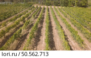Aerial view, rows of grape vines, vineyard, Portugal. Стоковое фото, агентство Ingram Publishing / Фотобанк Лори