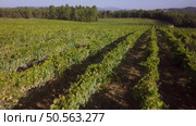 Aerial view, rows of grape vines, vineyard, Portugal. Стоковое фото, агентство Ingram Publishing / Фотобанк Лори