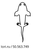 Axolotl ambystoma mexicanum overhead view contour outline line icon black color vector illustration image thin flat style simple. Axolotl ambystoma mexicanum overhead view contour outline line icon black color vector illustration image thin flat style. Стоковая иллюстрация, агентство Ingram Publishing / Фотобанк Лори
