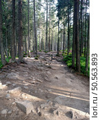 Road in the middle of the firs stones tourist road to Hoverla mountain in the Carpathians in the summer steep ascent pine tree in sides vertical. Стоковое фото, агентство Ingram Publishing / Фотобанк Лори