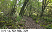 Mystical forest at Rio de Mouros pathway in Condeixa, Coimbra Portugal. winding through moss-covered oak trees and dense undergrowth, creating an enchanting natural tunnel beneath twisted branches on an autumn day. Стоковое фото, агентство Ingram Publishing / Фотобанк Лори