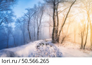 Snow-covered forest in morning fog. Winter landscape with snowy trees at sunrise. Wintry woods in misty conditions at dawn. Frosty winter scene. Enchanting woods. Ethereal winter woods. Snowscape. Стоковое фото, агентство Ingram Publishing / Фотобанк Лори