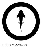 Axolotl ambystoma mexicanum overhead view icon in circle round black color vector illustration image solid outline style simple. Axolotl ambystoma mexicanum overhead view icon in circle round black color vector illustration image solid outline style. Стоковая иллюстрация, агентство Ingram Publishing / Фотобанк Лори