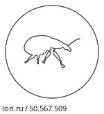Weevil insect pest icon in circle round black color vector illustration image outline contour line thin style simple. Weevil insect pest icon in circle round black color vector illustration image outline contour line thin style. Стоковая иллюстрация, агентство Ingram Publishing / Фотобанк Лори