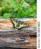 Old World swallowtail (Papilio machaon) Стоковое фото, фотограф Саблин Станислав / Фотобанк Лори