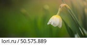 White and yellow daffodil with dewdrops hanging down in a garden setting with blurred green background and other daffodils in the distance, creating a peaceful and serene springtime scene. Стоковое фото, фотограф Ольга Ильина / Фотобанк Лори