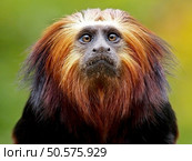 Lion Tamarin. Стоковое фото, агентство Ingram Publishing / Фотобанк Лори