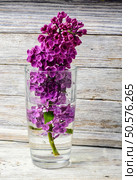 branch of lilac blossoms in a clear vase with water. may lilacs in vase. Стоковое фото, агентство Ingram Publishing / Фотобанк Лори