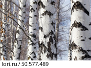 birch trunk in nature. Стоковое фото, агентство Ingram Publishing / Фотобанк Лори