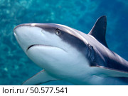 a grey reef, or whaler shark, swimming along underwater. Стоковое фото, агентство Ingram Publishing / Фотобанк Лори