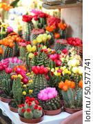 Big mix of beautiful vivid bloomy cactuses . Стоковое фото, агентство Ingram Publishing / Фотобанк Лори