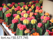 Big mix of beautiful vivid bloomy cactuses . Стоковое фото, агентство Ingram Publishing / Фотобанк Лори