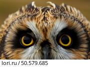 Portait of the Short-eared Owl. Стоковое фото, агентство Ingram Publishing / Фотобанк Лори