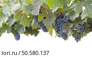 Beautiful Lush Grape Bushels and Vines on a White Background. Стоковое фото, агентство Ingram Publishing / Фотобанк Лори