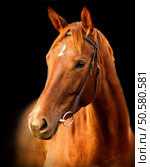 Portrait of red horse  Trakehner on a black background. Стоковое фото, агентство Ingram Publishing / Фотобанк Лори