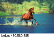 red horse is running across the blue lake. Стоковое фото, агентство Ingram Publishing / Фотобанк Лори