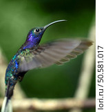 Beautiful hummingbird hovering in mid air. Стоковое фото, агентство Ingram Publishing / Фотобанк Лори