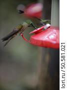 Small hummingbird from the tropical rain forest feeding from the red feeder while flying. . The hummingbird  feeding from the red feeder. Стоковое фото, агентство Ingram Publishing / Фотобанк Лори