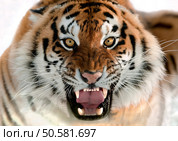 The Siberian tiger (Panthera tigris altaica) close up portrait. Isolated on white. Стоковое фото, агентство Ingram Publishing / Фотобанк Лори