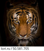 Portrait of Sumatran Tiger close-up.. Sumatran Tiger close-up. . Стоковое фото, агентство Ingram Publishing / Фотобанк Лори