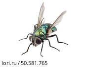 blow fly species Lucilia caesar in high definition with extreme focus and DOF (depth of field) isolated on white background with clipping path. blow fly species Lucilia caesar. Стоковое фото, агентство Ingram Publishing / Фотобанк Лори