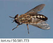 Closeup of a House Fly or Flesh Fly Isolaated on Blue. Стоковое фото, агентство Ingram Publishing / Фотобанк Лори