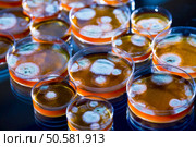 Penicillin fungi in petri dishes. Стоковое фото, агентство Ingram Publishing / Фотобанк Лори