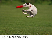 Jack russel terier during a funny frisbee catch... Стоковое фото, агентство Ingram Publishing / Фотобанк Лори