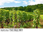 Typical red wine vineyard in France. Стоковое фото, агентство Ingram Publishing / Фотобанк Лори