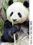 A cute adorable lazy adult giant Panda bear eating bamboo. The Ailuropoda melanoleuca is distinct by the large black patches around its eyes, over the ears, and across its round body. Стоковое фото, агентство Ingram Publishing / Фотобанк Лори