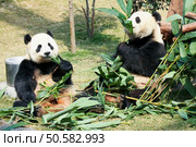 Two giant pandas eating bamboo. Two pandas eating bamboo. Стоковое фото, агентство Ingram Publishing / Фотобанк Лори