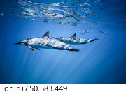 Two dolphins swim near the ocean surface. Photo underwater. Стоковое фото, агентство Ingram Publishing / Фотобанк Лори