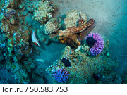 Octopus at the bottom of the Red Sea. Стоковое фото, агентство Ingram Publishing / Фотобанк Лори