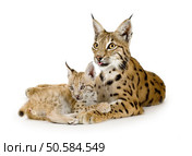 Lynx and her cub in front of a white background. Стоковое фото, агентство Ingram Publishing / Фотобанк Лори