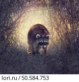 Wild Raccoon In Florida Wetlands At Sunset. Стоковое фото, агентство Ingram Publishing / Фотобанк Лори