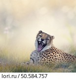 Cheetah Resting on the Grass. Стоковое фото, агентство Ingram Publishing / Фотобанк Лори