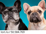 French bulldogs isolated over blue background, retouched. Стоковое фото, агентство Ingram Publishing / Фотобанк Лори