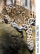 Jaguar Panthera onca resting on the trunk in a typical position. Стоковое фото, агентство Ingram Publishing / Фотобанк Лори