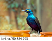 Beautiful shiny bird. Cape Glossy Starling, Lamprotornis, Glossy Starling from the Africa. . Стоковое фото, агентство Ingram Publishing / Фотобанк Лори