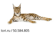 Lynx in front of a white background. Стоковое фото, агентство Ingram Publishing / Фотобанк Лори