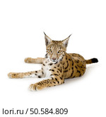 Lynx in front of a white background. Стоковое фото, агентство Ingram Publishing / Фотобанк Лори