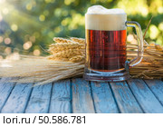 beer, ears and corn barley on an old table in the sun rays. beer, ears and corn barley on an old table. Стоковое фото, агентство Ingram Publishing / Фотобанк Лори