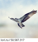 Osprey with Fish in Flight. Стоковое фото, агентство Ingram Publishing / Фотобанк Лори