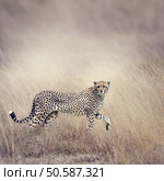 Cheetah Stalking Through The  Grassland. Стоковое фото, агентство Ingram Publishing / Фотобанк Лори